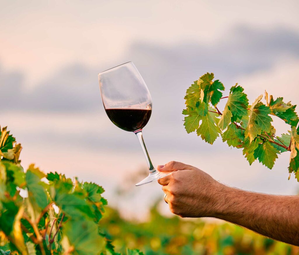 Tendenze Enologiche USA 2023: Un Mercato del Vino in Evoluzione nel 2024